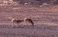 Memory in TibetÃ¯Â¼Å¡Wild Animals Royalty Free Stock Photo