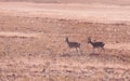 Memory in TibetÃ¯Â¼Å¡Wild Animals Royalty Free Stock Photo