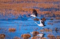 Memory in TibetÃ¯Â¼Å¡Wild Animals Royalty Free Stock Photo