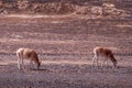 Memory in TibetÃ¯Â¼Å¡Wild Animals Royalty Free Stock Photo