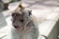 Witty Monkey at the Street of Buyan Lake Royalty Free Stock Photo