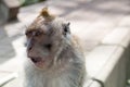 Witty Monkey at the Street of Buyan Lake