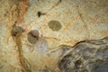 Meta menardi eggs sac ( Cocoon ), European cave spider.