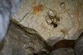 Meta menardi, European cave spider.