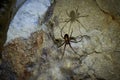 Meta menardi, European cave spider.