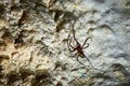 Meta menardi, European cave spider.