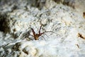 Meta menardi, European cave spider.