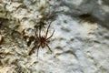 Meta menardi, European cave spider.