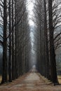 A meta sequoia tree lined road in the forests . Royalty Free Stock Photo
