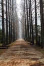 A meta sequoia tree lined road in the forests . Royalty Free Stock Photo
