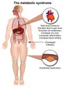 The metabolic system medical vector illustration isolated on white background infographic