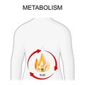Metabolism. Burn calories