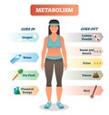 Metabolism concept vector illustration diagram, biochemical body cycle. Royalty Free Stock Photo