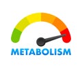 Metabolism Level Meter, measuring scale. Metabolism Level speedometer indicator. Vector stock illustration