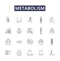 Metabolism line vector icons and signs. Substrate, Respiration, Enzymes, Anabolism, Catabolism, ATP, NADH