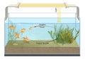 Fish metabolism in the aquarium. Metabolism is the set of life-sustaining chemical reactions in organisms