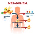 Metabolism vector illustration. Labeled chemical energy educational scheme. Royalty Free Stock Photo