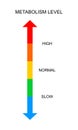 Metabolism vertical scale with top and bottom arrows. Colorful chart of rate which body converts foods and drinks into