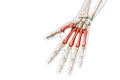 Metacarpal bones in red color with body 3D rendering illustration isolated on white with copy space. Human skeleton, hand and palm
