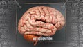 Metacognition in human brain