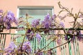 Metal balcony railing overgrown with beautiful blossoming wisteria vine on sunny day, low angle view Royalty Free Stock Photo