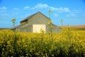 Metal Barn With Mustard Field Rural in Palouse Washington