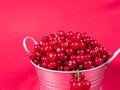 A metal basin filled with red currants on pink background Royalty Free Stock Photo