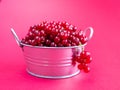 A metal basin filled with red currants on pink background Royalty Free Stock Photo