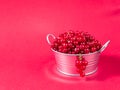 A metal basin filled with red currants on pink background Royalty Free Stock Photo