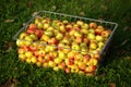 Metal basket full of hand picked apples