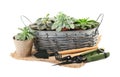 Metal basket with plants in pots and gardening tools on white background Royalty Free Stock Photo