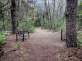 Bench on Pine Needle Path