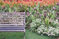 metal bench and Siam Tulip in park. blooming pink flower in garden Royalty Free Stock Photo