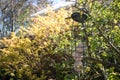 Metal bird feeded hanging from a branch with fat balls inside Royalty Free Stock Photo