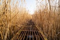 A metal bridge over the reeds. Lake and reeds Royalty Free Stock Photo