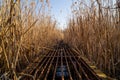 A metal bridge over the reeds. Lake and reeds Royalty Free Stock Photo