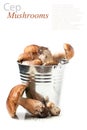 Metal bucket of cep mushrooms Royalty Free Stock Photo