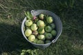 Metal bucket full of apple fruit, green grass background. Plenty of ripe apples in container, orchard harvest, organic gardening
