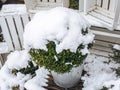 Metal bucket with green boxwood bush strewn with snow among white wooden crates Royalty Free Stock Photo