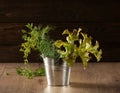 Metal bucket with green leaves of dill, parsley and lettuce on the kitchen table Royalty Free Stock Photo