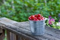 Metal bucket of sour cherries Royalty Free Stock Photo