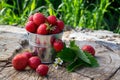 Metal bucket with strawberries in the garden Royalty Free Stock Photo