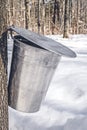 Metal bucket on a tree collecting maple sap Royalty Free Stock Photo