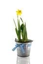 Metal bucket with yellow narcissus