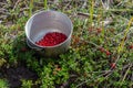 Metal cauldron with cowberry in the forest