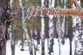 Metal chain wound around a pine branch