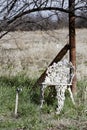 Metal Chair in tall grass Royalty Free Stock Photo