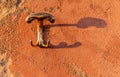 Metal coathanger on old plastered wall