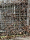 Metal construction for a live fence of v Parthenocissus tricuspidata Veitchii in winter