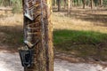 Metal contraption hangs from a tall rubber tree, with the intent of collecting the sap from the tree